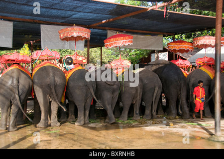 Thailandia, Ayutthaya, sellati elefanti aspettano i turisti a al parco storico di Ayutthaya Foto Stock