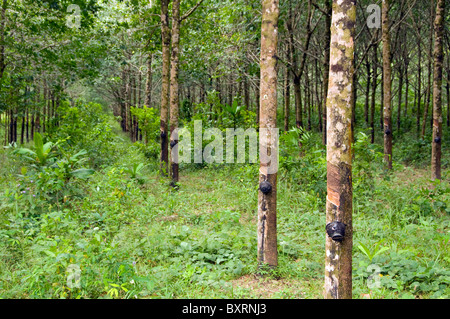 Thailandia, Ko Chang, piantagione di gomma nei pressi di Hat Yao Sai Foto Stock