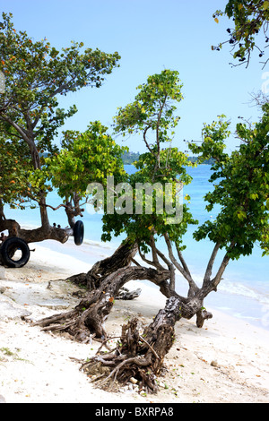 Giamaica, Bluefields Bay, mare-uva alberi sulla spiaggia Foto Stock