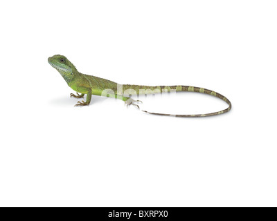 Acqua Asian Dragon (Physignathus cocincinus) Foto Stock