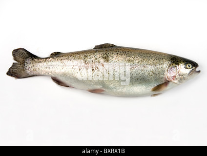 La trota arcobaleno, Oncorhynchus mykiss Foto Stock