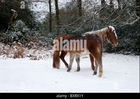 New Forest pony coperta di neve e ghiaccio dopo la nevicata fresca Foto Stock