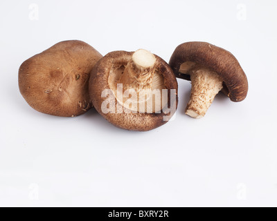 Funghi Shiitake su sfondo bianco Foto Stock