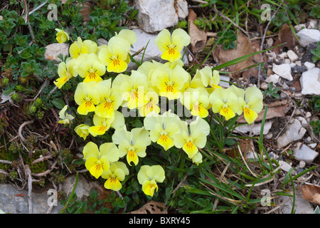 Viola eugeniae, calcarata Viola eugeniae var. Foto Stock