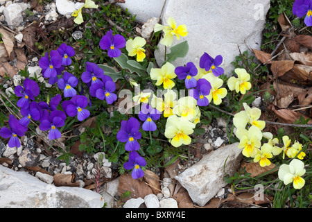 Viola eugeniae, calcarata Viola eugeniae var. Foto Stock