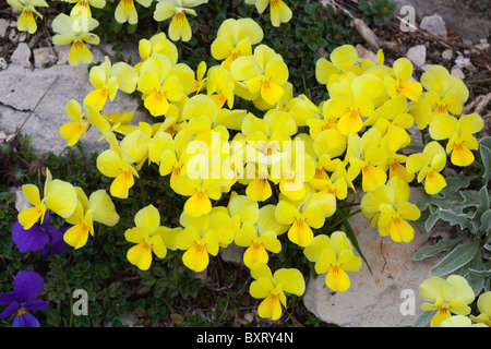 Viola eugeniae, calcarata Viola eugeniae var. Foto Stock