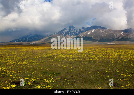 Viola eugeniae, Viola calcarata var. eugeniae, Campo Imperatore, Abruzzo, Italia Foto Stock