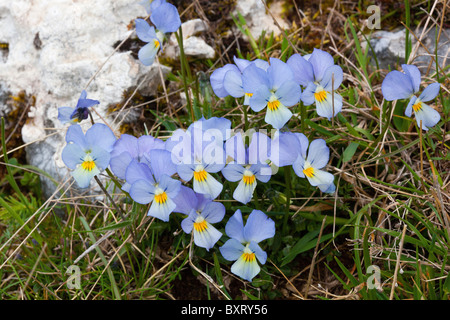 Viola eugeniae, calcarata Viola eugeniae var. Foto Stock