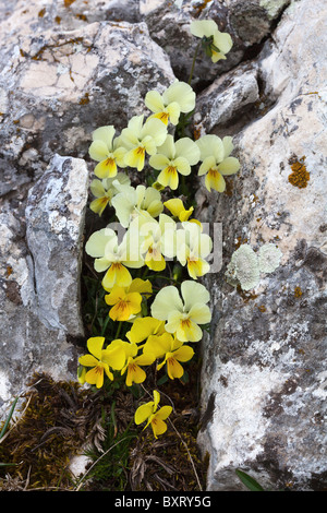 Viola eugeniae, calcarata Viola eugeniae var. Foto Stock