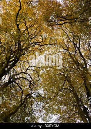 New Forest Tree Canopy In Autunno, Hampshire, Inghilterra, Regno Unito Foto Stock