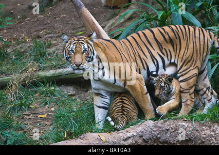 Femmina: la malese tiger e cuccioli in erba Foto Stock