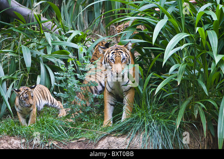 Femmina: la malese tiger in erba Foto Stock