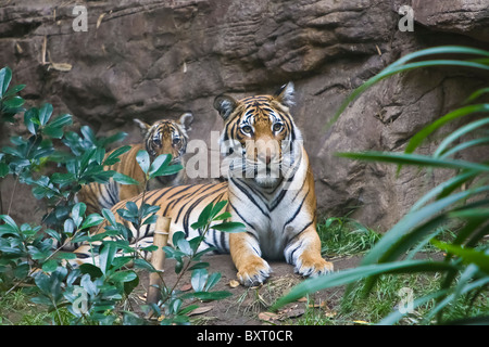 Femmina: la malese tiger e lupetti in mostra presso lo zoo di san diego, ca noi. questa è forse la più piccola sottospecie di Tiger. Il suo motivo a strisce è simile alla tigre indocinese ma la sua dimensione è più vicino al tigri di Sumatra con peso medio di 120 kg per i maschi adulti e 100 kg per le femmine. [1]: la malese maschio tigers misure intorno a 237cm di lunghezza dalla testa alla coda e: la malese femmina tigre intorno a 200 cm di lunghezza. Foto Stock