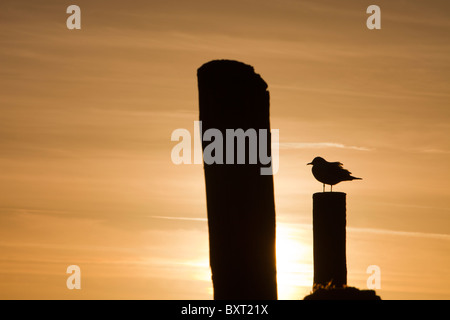 Testa nera Gabbiani on Windermere nel Lake District, UK. Foto Stock