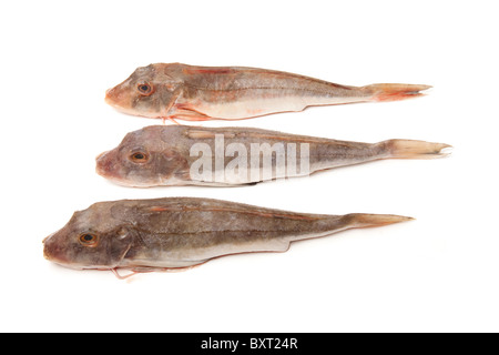 Capone gorno Pesci Eutrigla gurnardus isolato su un bianco di sfondo per studio. Foto Stock