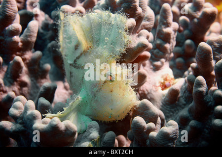 Pesci balestra , LEAF SCORPION FISH . Taenianotus triacanthus DAR ES SALAAM TANZANIA Foto Stock