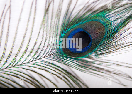 Una bella vivacemente colorato Peacock Feather su sfondo bianco Foto Stock