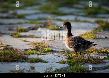 Donna adulta Eurasian Wigeon (Anas Penelope ex Mareca penelope) che cammina a terra, Finlandia Foto Stock