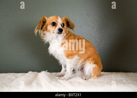 Un Pekinese e Chihuahua cane trasversale Foto Stock