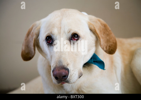 Un grande, triste eyed, Golden Labrador retriever cane Foto Stock