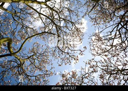 Un albero di magnolia, guardando verso l'alto attraverso i rami Foto Stock