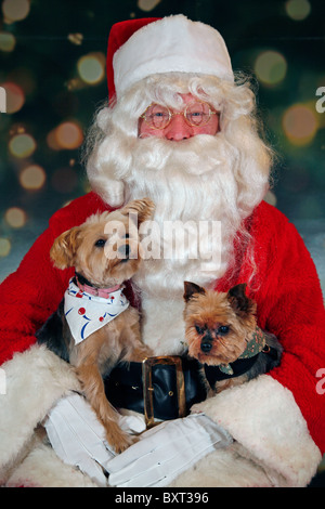Santa Claus in possesso di una coppia di simpatici cani a Natale Foto Stock