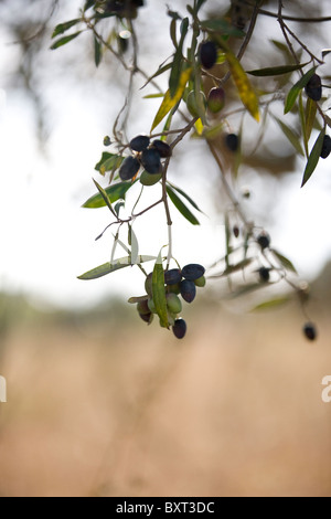 Le olive crescono su un albero Foto Stock