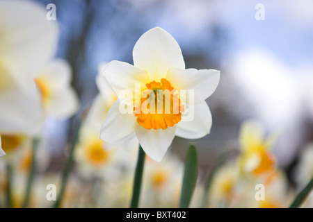 Un bianco e arancione daffodil Foto Stock