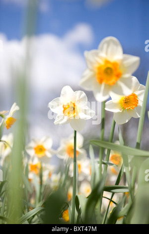 Bianco e arancione narcisi Foto Stock