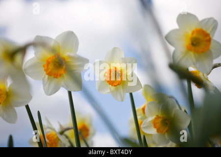 Bianco e arancione narcisi Foto Stock