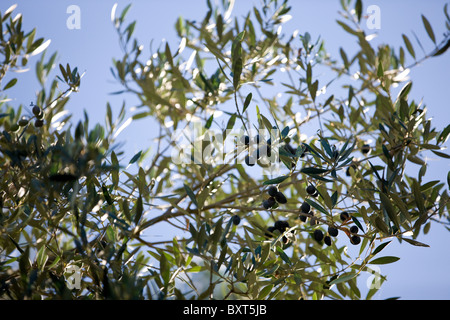 Le olive crescono su un albero Foto Stock