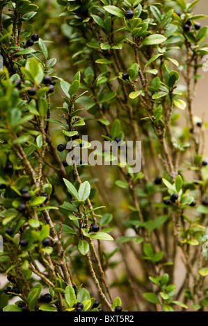 Ilex crenata 'Fastigiata', Giapponese Holly, in inverno Foto Stock