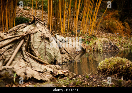 Phyllostachys bambusoides 'Allgold' e le foglie tagliate di Gunnera ad RHS Rosemoor in inverno, Devon, Inghilterra, Regno Unito Foto Stock