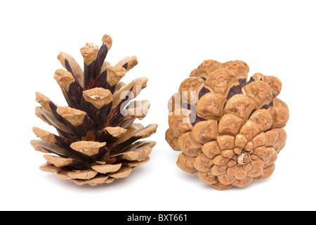 Due coni di pino su sfondo bianco Foto Stock