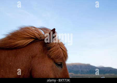 L'Islanda, cavalli islandesi in pascolo spazzate dal vento vicino alla cascata di Gullfoss su mattinata estiva Foto Stock