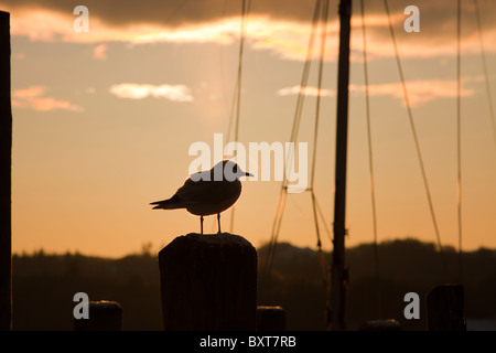 Testa nera i gabbiani al tramonto su un molo nel lago di Windermere, Lke distretto, UK. Foto Stock