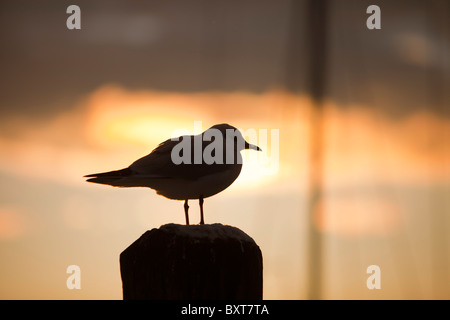 Testa nera i gabbiani al tramonto su un molo nel lago di Windermere, Lke distretto, UK. Foto Stock