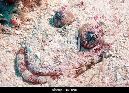 Bartail Flathead , pesci coccodrillo Platycephalus indicus Oceano Indiano Foto Stock