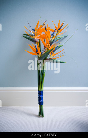 Bouquet di nozze fatta da uccello del paradiso fiori in piedi contro un muro blu Foto Stock