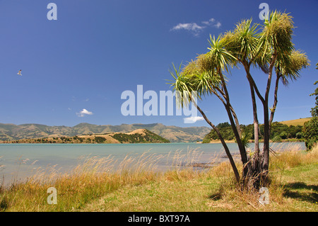 Alberi di cavolo da Barry's Bay, Akaroa Harbour, Penisola di Banks, Canterbury, Nuova Zelanda Foto Stock