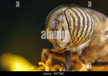 Un maschio di fuco hoverfly per raccogliere il polline in un fiore giallo. Foto Stock