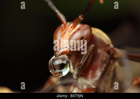 Red wasp sopra il nido con acqua caduta di bolla. Foto Stock