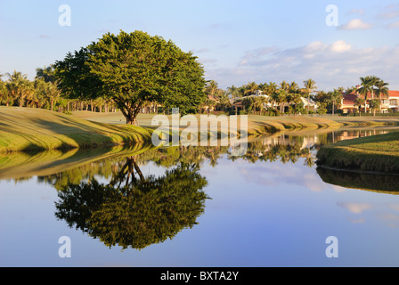 La riflessione di un albero in un stagno Foto Stock