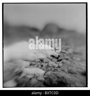 Norvegia Isole Svalbard, Nordaustlandet, offuscata immagine in bianco e nero di dead polar bear cub sull isola Lagøya Foto Stock