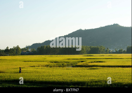 Risaie alla base della montagna di Sam, il Delta del Mekong, Chau Doc, Vietnam Foto Stock