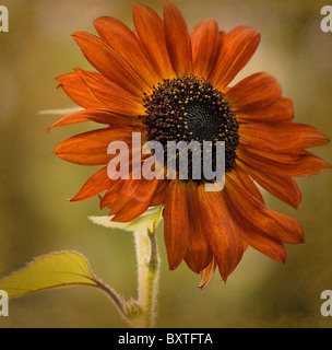 Un singolo girasole Helianthus annus " Regina di velluto' Foto Stock