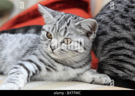 British Shorthair, Silver Spotted gattini, 3 mesi di età Foto Stock