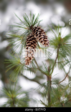 Pigne su un albero Foto Stock