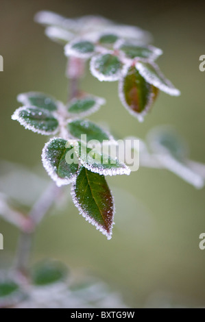 Smerigliato foglie Foto Stock