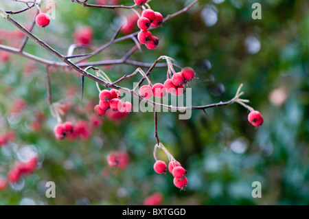 Vibrant red winter berries against soft background Foto Stock